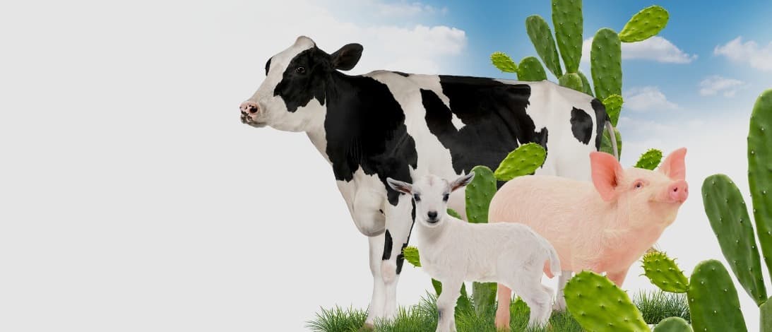 Ganado bovino, ovino y porcino junto al nopal