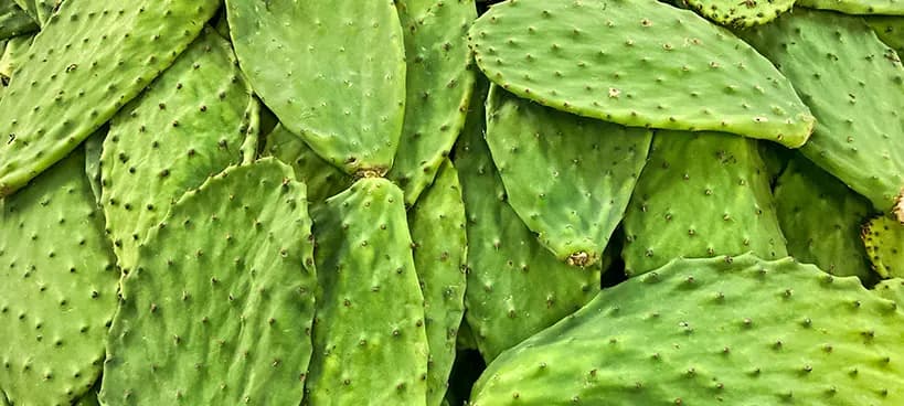 Pencas de nopal, materia prima de Nopafer